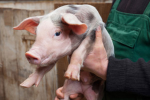 Advies en coaching varkensboerderijen en varkenshouderijen