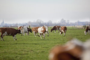 Onze coaches bieden hulp aan boeren in heel Nederland. We helpen agrarisch ondernemers in hun persoonlijke ontwikkeling, via individuele coaching, mediation en trainingen. Ook bieden we loopbaancoaching en hulp bij een burn-out.
