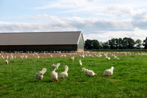 Agrarisch consult - pluimveehouderij, pluimveebedrijf of kippenboerderij