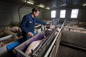 Boer in varkensbedrijf - de verbinding tussen gezin, werk en eigendom is nergens zo verweven als in de agrarische sector